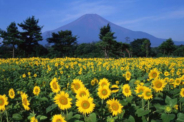 nhat ban mua hoa huong duong 2 - Ngắm nhìn vẻ đẹp Nhật Bản rực rỡ mùa hoa hướng dương