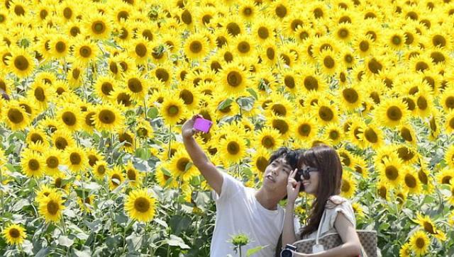 nhat ban mua hoa huong duong 6 - Ngắm nhìn vẻ đẹp Nhật Bản rực rỡ mùa hoa hướng dương