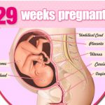 thai nhi 29 tuan tuoi 150x150 - Những dấu hiệu sắp sinh mà mẹ bầu cần biết