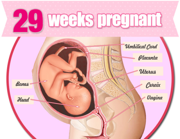 thai nhi 29 tuan tuoi - Mang thai tuần thứ 29 và những điều mẹ cần biết