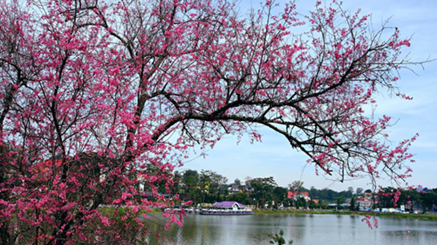 Hồng thắm mùa xuân