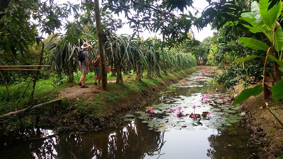 Vườn chú Ba Cống có hồ sen hoa nở quanh năm 